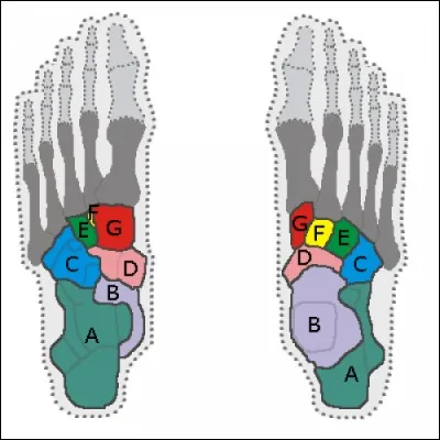 Quels sont les os en illustration ?