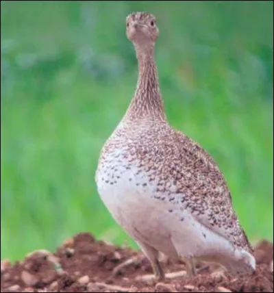 Même s'il n'est guère épais, c'est « guerre et pets » avec ce volatile portant un qualificatif qui, à l'instar de son nom, vous monte au nez : « canepetière » ! Quel est ce nom ?