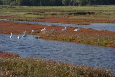 Une chanson d'Angelo Branduardi s'intitule en fran&ccedil;ais "La demoiselle" et en italien " La pulce d'acqua".De quel animal s'agit-il ?