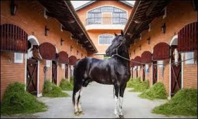 Quels animaux trouve-t-on dans un haras ?