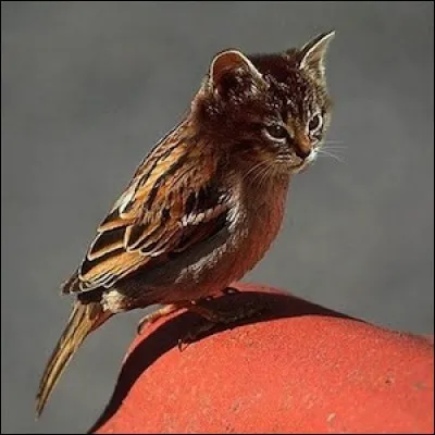 Cet oiseau existe-t-il ?