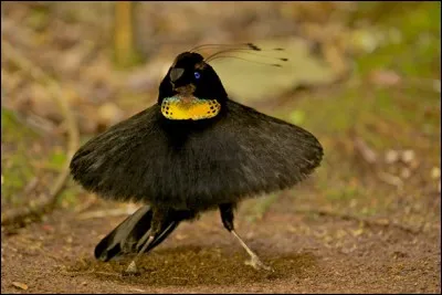 Cet oiseau existe-t-il ?