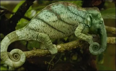 Cet animal existe-t-il ?