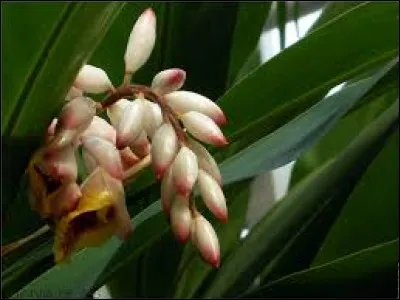 Substance solide, blanche, tirée du pétrole et qui sert à la fabrication des bougies : para...