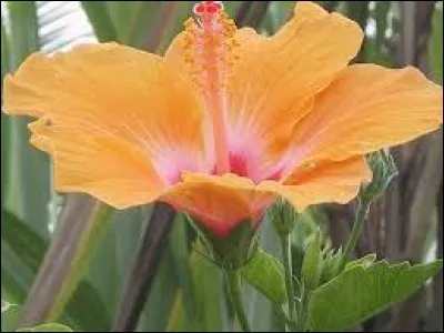 Trouble de la lecture caractérisé par le remplacement de mots du texte par d'autres, faisant perdre aux phrases tout leur sens : para...