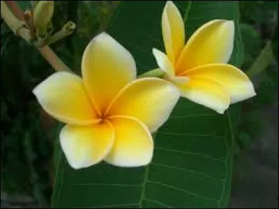 Opération chirurgicale qui consiste à ponctionner le liquide qui s'est formé anormalement dans une cavité : para...