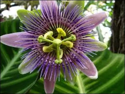 Il peut être fiscal : para...