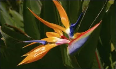 S'il est en or ou doré, c'est une indemnité versée à un dirigeant d'entreprise lors de son départ : para...