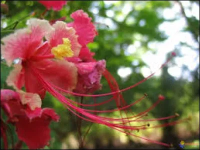 Ce passereau de la Nouvelle-Guinée et du nord de l'Australie est connu pour son magnifique plumage : para...