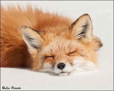 Comment dit-on "renard" en japonais ?