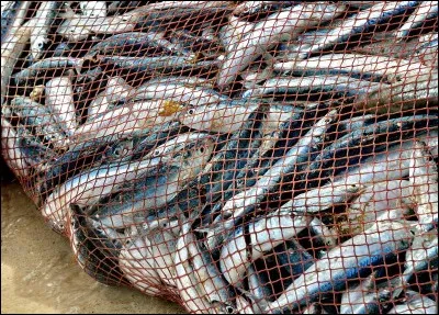 Comment pêcher sans électricité en grande quantité ?