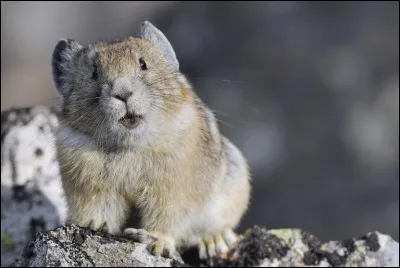 Cet animal adore les pentes rocheuses et escarpées !