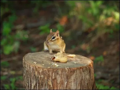 Lui, ses préférences vont plutôt aux sous-bois !