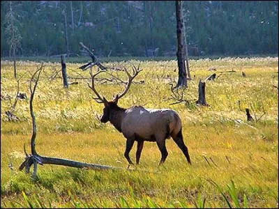 On le rencontre partout, et pas seulement à Yellowstone !