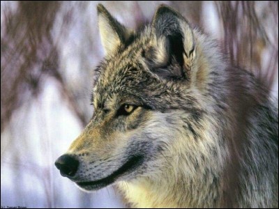 En 1995, quelques loups sont réintroduits dans le parc de Yellowstone, en très peu de temps, quelque chose de très important se produit !