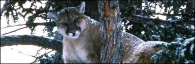 Présent sur tout le continent américain, celui-là, vous ne pouvez pas le rater !