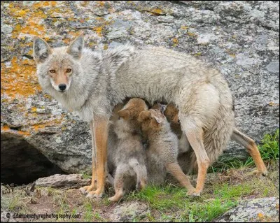 C'est l'heure de la tétée pour ...