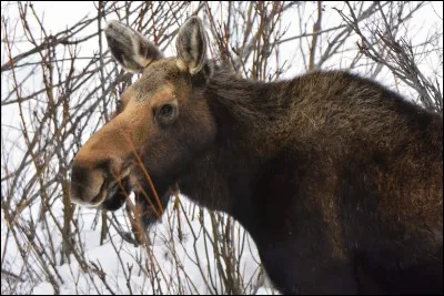 C'est le plus grand cervidé du monde, en photo, c'est une femelle !