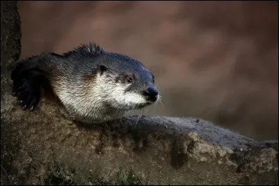 Elle aussi fait partie des habitants de Yellowstone !
