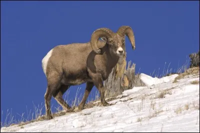 Si vous ne trouvez pas, hou les cornes !