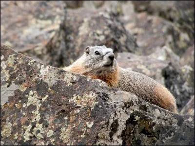 Identifiez cet animal !