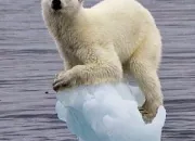 Quiz Les animaux des pays froids, en danger