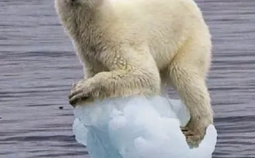 Quiz Animaux
