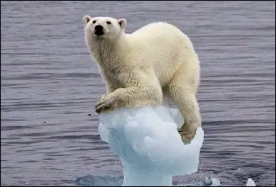 L'ours est souvent considéré comme :