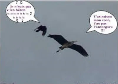 Animaux : 
De ces trois oiseaux, lequel est un corbeau ?