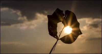 "Je vous aime adieu / Ce s'ra bien mieux comme &ccedil;a / Je veux garder ce feu / Qui loin de vous me survivra...". Qui chante cette chanson en 1996 ?