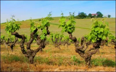 Mouvement d'acrobatie ; c'est le/la...