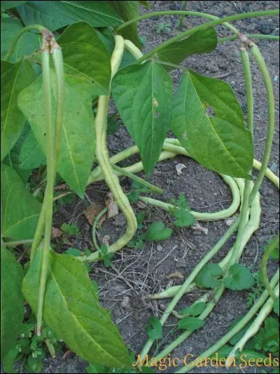 Celui-ci est une variété d'haricot. Quel qualificatif lui ajoute-t-on ?