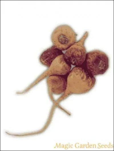 Celui-ci vient des Andes. Il appartient à la famille des Brassicaceae, comme le choux et le navet. Comment le nomme-t-on ?