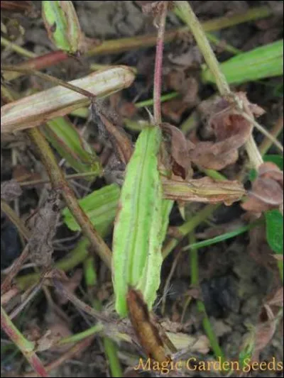 Le lotier est une Fabaceae, plutôt utilisé comme fourrage ou engrais vert. Il porte un autre nom : lequel ?