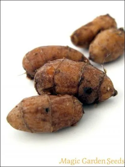 Le souchet (rien à voir avec la souchette, le champignon qui pousse sur les souches) s'appelle en Espagne "chuffa" dont on tire un breuvage rustique mais délicieux. Lequel ?