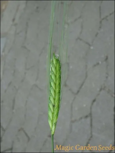 Avec l'orge et le blé amidonnier, l'engrain ou « petit épeautre » est la première céréale cultivée par l'homme au Proche-Orient, vers ... (Complétez !)
