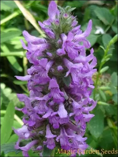 Hormis ses vertus médicinales, cette plante peut être consommée du rhizome jusqu'aux feuilles. Quel est son nom ?