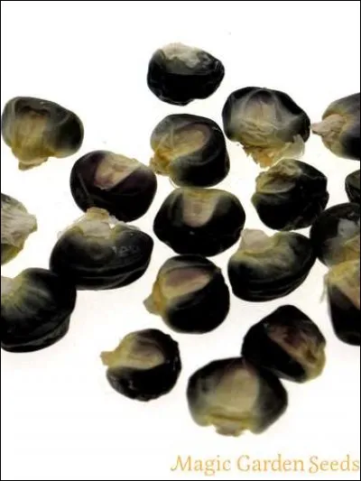 Ces graines sont aussi très anciennes : qu'est-ce donc ?