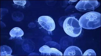 Complète les mots manquants du cycle de la méduse. 
Larve / ______ / jeune méduse / ______ .