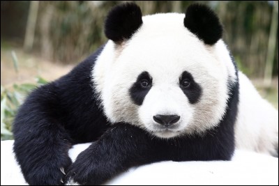 Dans quel dessin animé apparaît ce panda ?