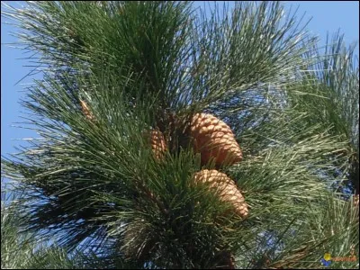 Ils se promènent dans une forêt de...