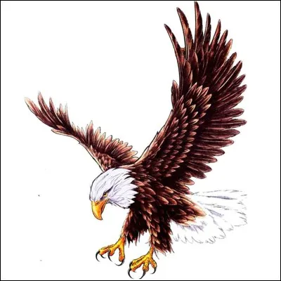 Cet aigle a des ______ crochues.