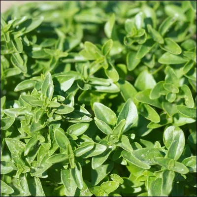 Ma mère prépare des tomates au...