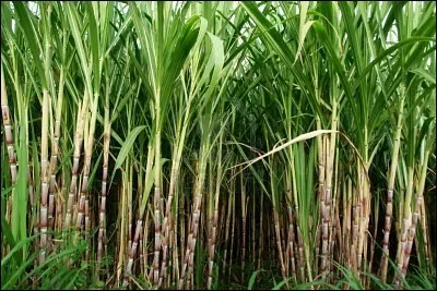 Dans ces biscuits, il y a du sucre de...