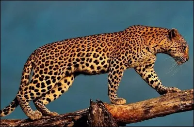 Le lé__pard est un animal féroce qui ressemble à la panthère.