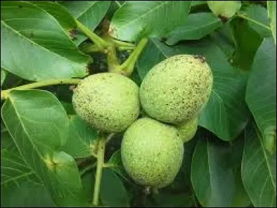 Que sont ces fruits ?