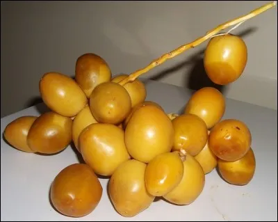 Que sont ces fruits dont les arbres peuvent pousser dans le Midi de la France, sans toutefois donner beaucoup de fruits ?