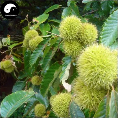 Reconnaissez-vous ces fruits ?