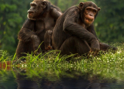 Quiz Les chimpanzs