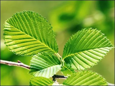 Mettez un nom sur l'arbre correspondant à la feuille !